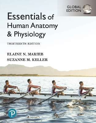 Essentials of Human Anatomy & Physiology, Global Edition - Elaine Marieb