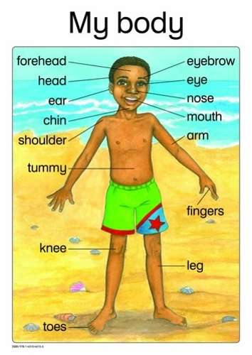 My body: Grade R: Poster - MACMILLIAN-POSTER