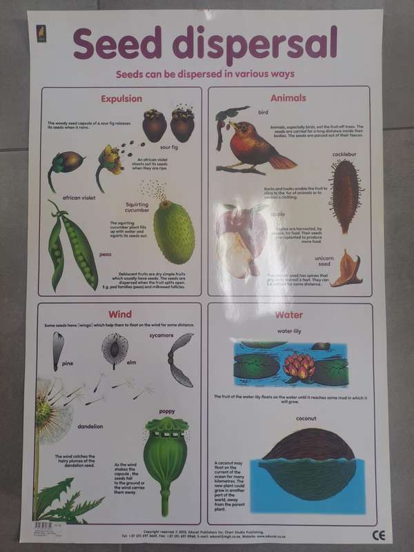 Seed Dispersal - OXFORD