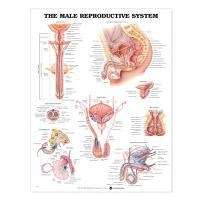 The Male Reproductive System Anatomical Chart - ACC