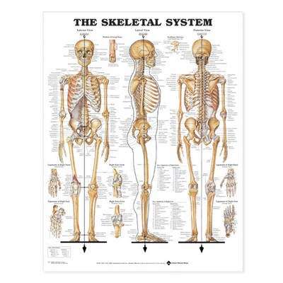 The Skeletal System Anatomical Chart - POSTER-8945