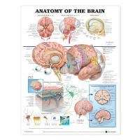 Anatomy of the Brain Anatomical Chart - POSTER