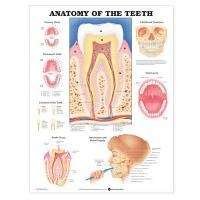 Anatomy of the Teeth Anatomical Chart - I-9931