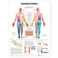 Dermatomes Anatomical Chart - POSTER