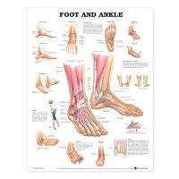 Foot and Ankle Anatomical Chart - POSTER