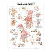Hand and Wrist Anatomical Chart - POSTER