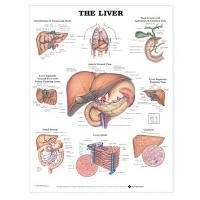 The Liver Anatomical Chart - J-9960