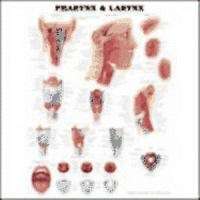 Pharynx & Larynx Anatomical Chart - O-9879