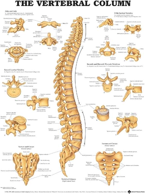 The Vertebral Column Anatomical Chart - ACC