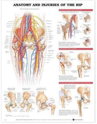 Anatomy and Injuries of the Hip Anatomical Chart - POSTER