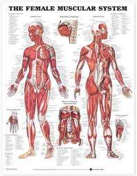 The Female Muscular System Anatomical Chart - ANATOMICALCHARTCOMPA
