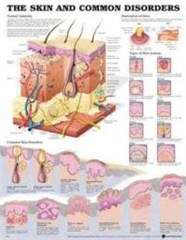 The Skin and Common Disorders Anatomical Chart - G-9940
