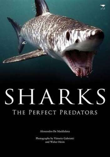 Sharks - Alessandro de Maddalena