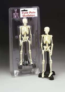 Petite Pete Skeleton - Model: AN-CMS6P