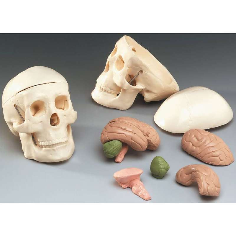MINIATURE SKULL WITH 8 PART BRAIN - WCPSB