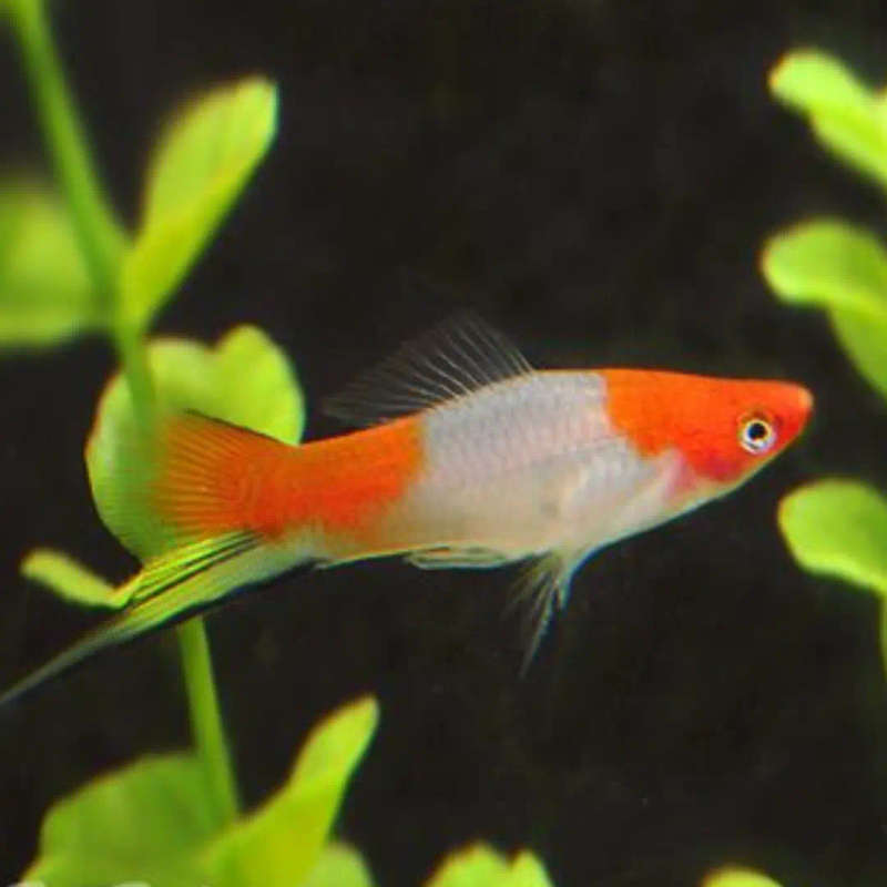 Kohaku Swordtails