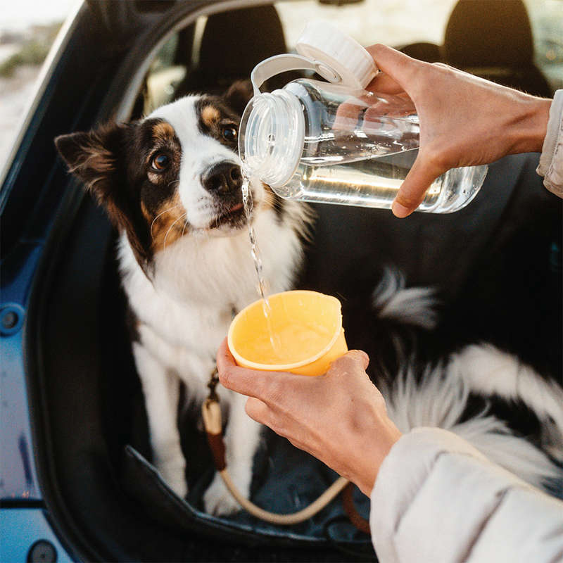 Pet Water Bottle And Bowl, 1L