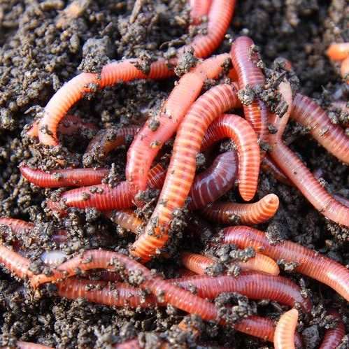 Red Wigglers (Eisenia foetida) - 500