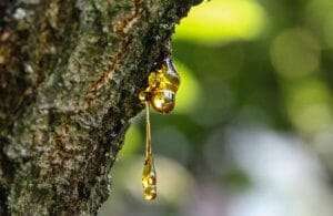Resin On A Tree In Orchard