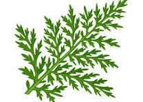 Wormwood 2