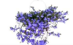 Spike lobelia
