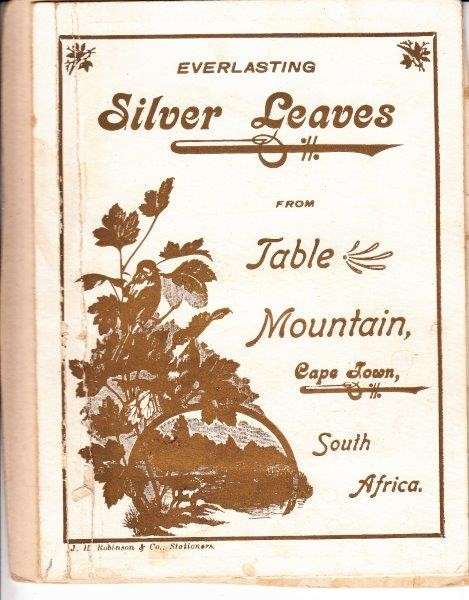 Everlasting Silver Leaves from Table Mountain, Cape Town, South Africa