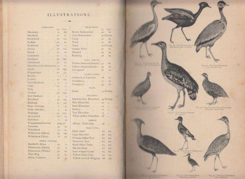 The Sportsman in South Africa - Nicolls, James A. & Eglington, William