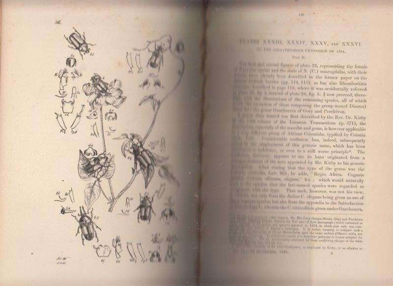 Arcana Entomologica (1845, Standard Edition) - Westwood, John Obadiah