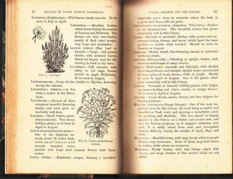 South African Gardening - A Practical Guide for Amateurs and Beginners - Roth, J.