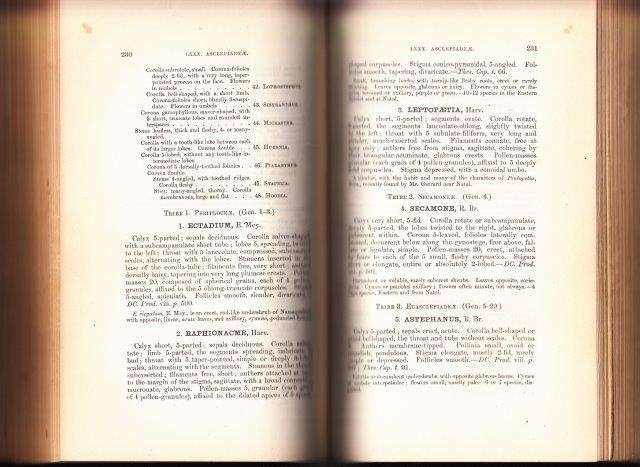 The Genera of South African Plants - Harvey, William Henry