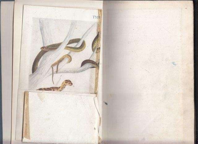 The Snakes of South Africa (leather bound 1919 copy) - Fitzsimons, F. W.
