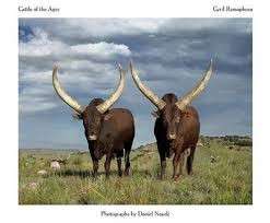 Cattle of the Ages: Ankole Cattle in South Africa (Signed, Hardcover) - Naude, Daniel