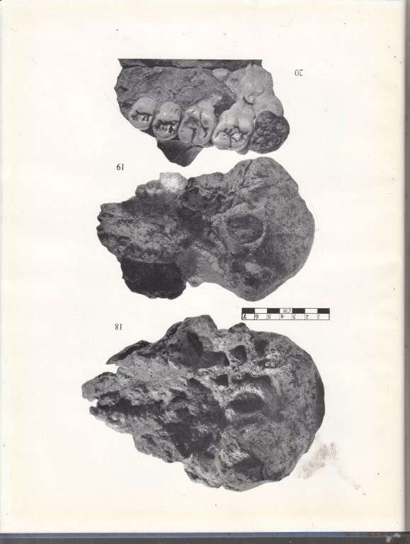 Swartkrans Ape-Man, Paranthropus Crassidens (Hardcover) - Broom, Robert, and Robinson, J. T.