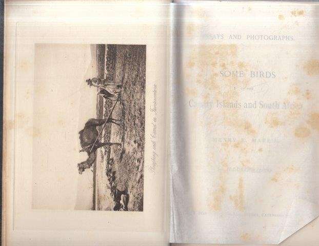 Essays and Photographs: Some Birds of the Canary Islands and South Africa - Harris, Henry E.
