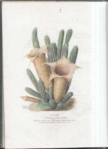 The Stapelieae Vol. 3 (2nd ed) - White, Alain & Sloane, Boyd L.