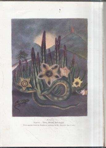 The Stapelieae Vol. 1 (2nd ed) - presentation copy by Luckhoff - White, Alain & Sloane, Boyd L.