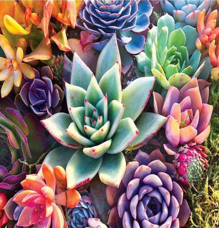 Paint by Numbers: Colourful Succulents