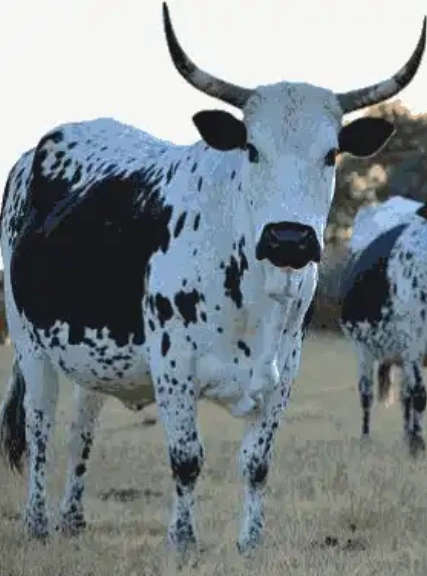 Paint by Numbers: Nguni Cow