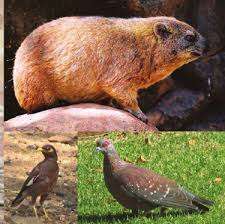 DASSIE EN VOELS TARGET