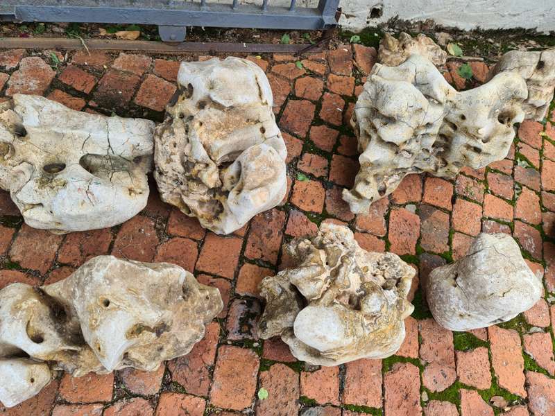 Dino Calcite, Assorted sizes