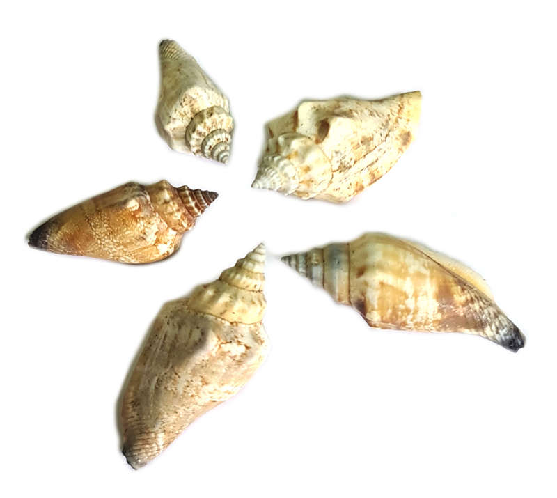 Natural shell, 30-45mm