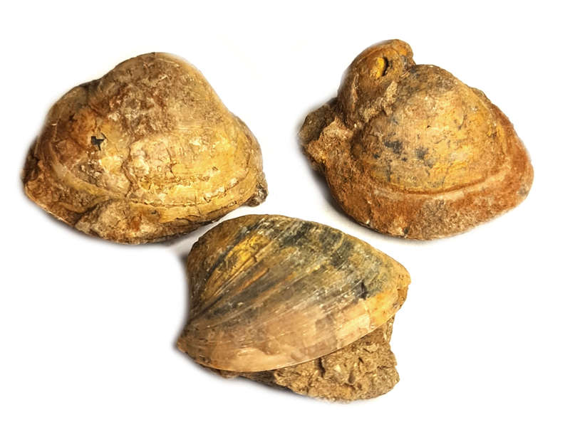 Clam Fossil, Jozini KZN, 3-4cm