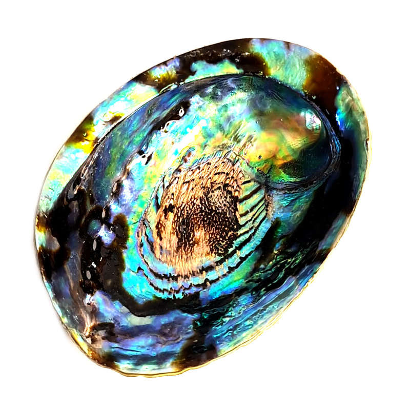 Natural Paua shell, 15cm