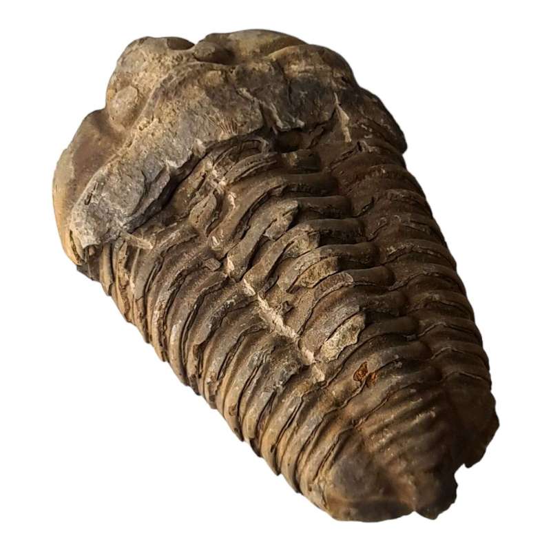 Trilobe fossil, Morocco, 9-10cm