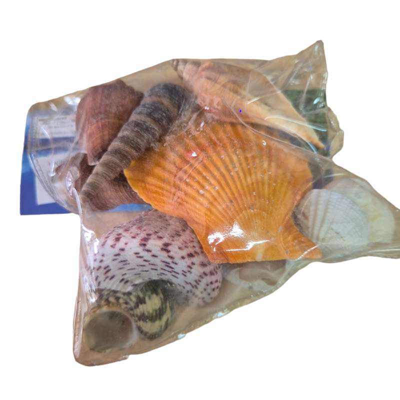 Natural sea shells, bag, assorted