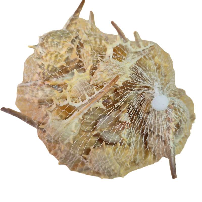 Natural sea shells, bag, assorted