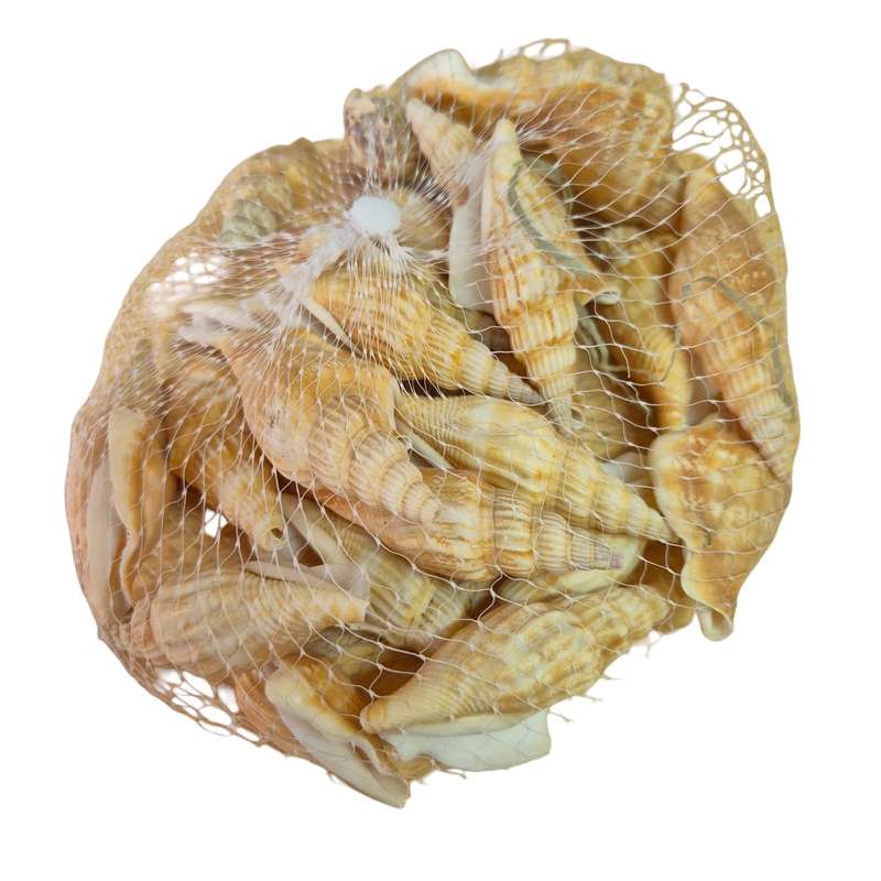 Natural sea shells, bag, assorted