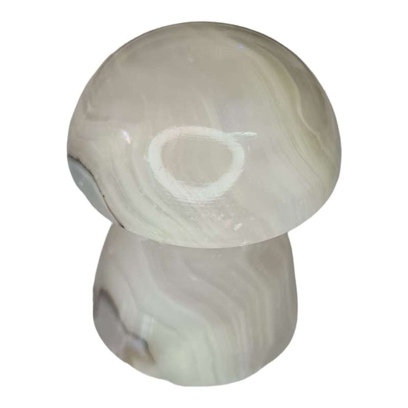 Green banded Onyx mushroom, 50-60mm