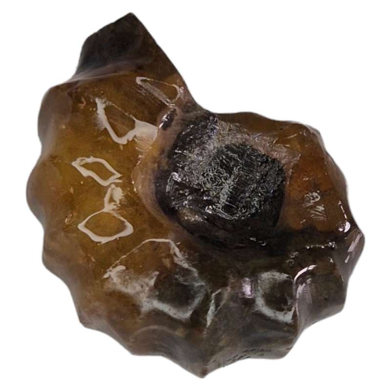 Conch fossil, Madagascar, 2-3cm