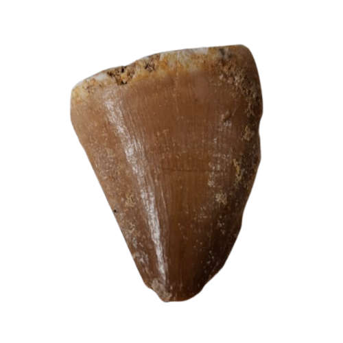 Mosasaur tooth, 1.2-3cm in height